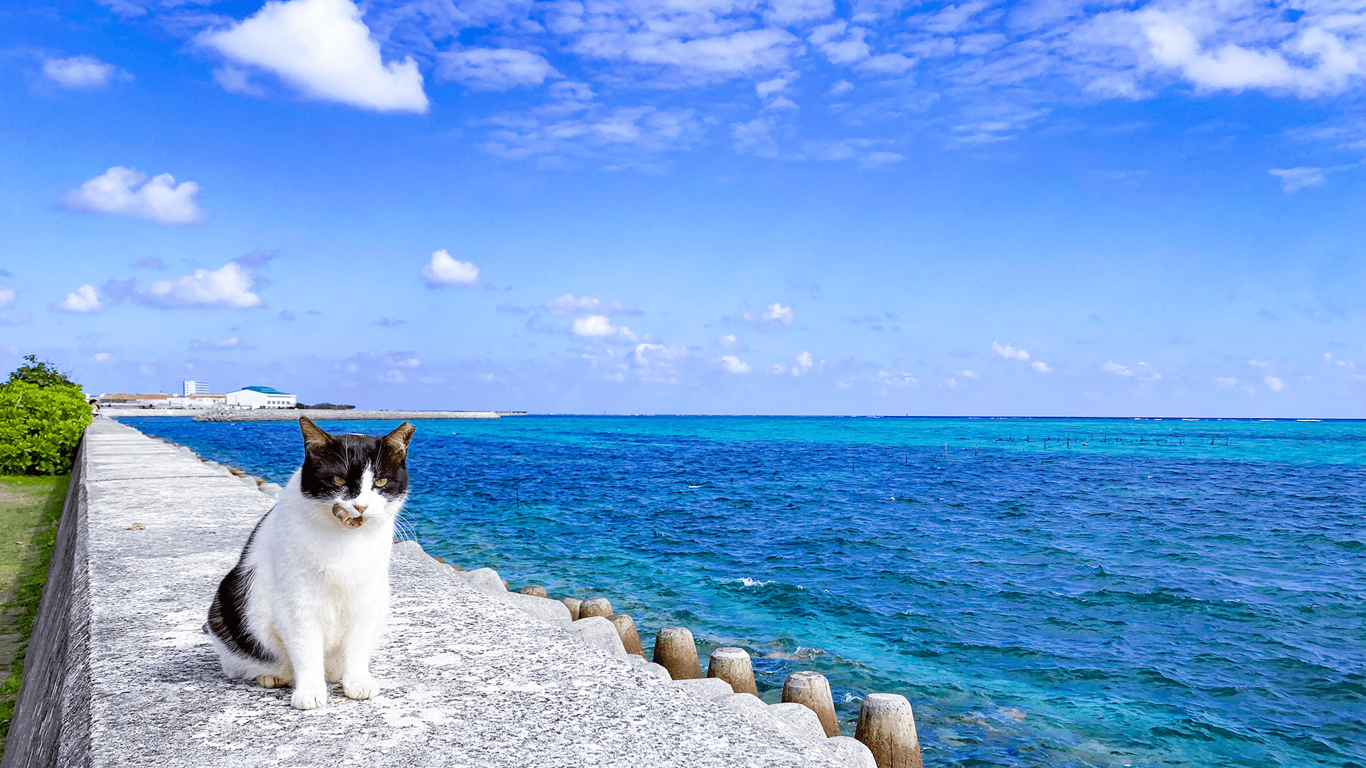 石垣島の青い海と海辺で過ごす猫