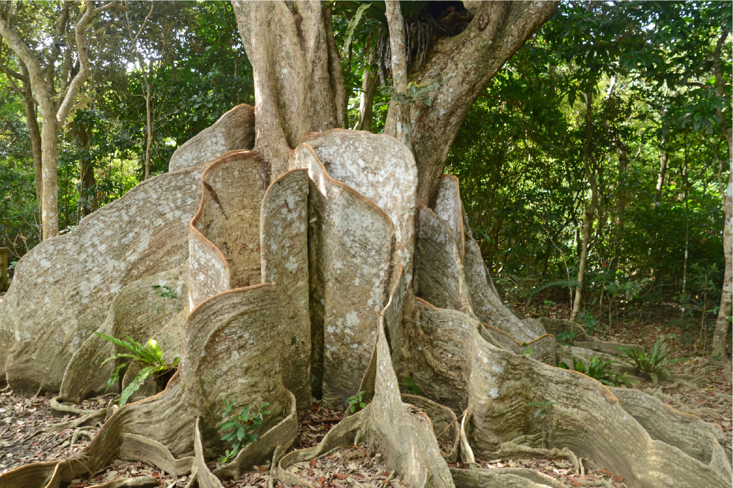 西表島の森に根を張るサキシマスオウノキ
