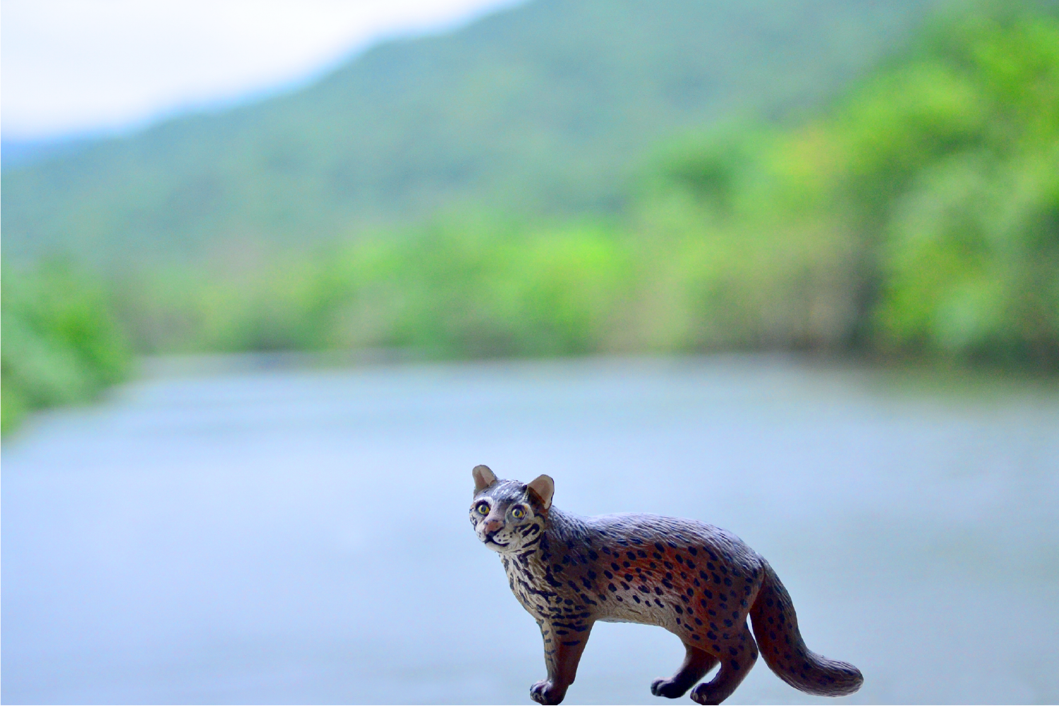 西表島の自然の中にいるイリオモテヤマネコ