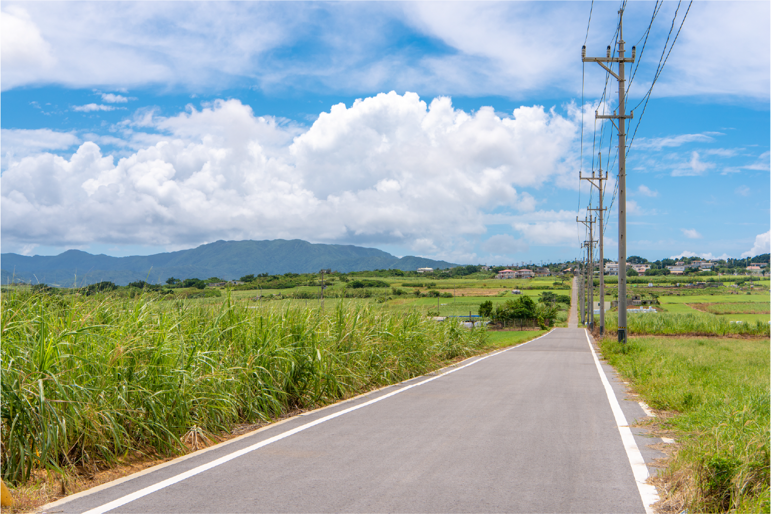 小浜島のサトウキビ畑を通る道